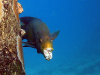 Spanish Hogfish Wrasse, he has a crab in his mouth for lunch.  The crab was just kicking but was good eating for the Hogfish.
